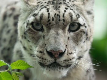 Close-up portrait of white bengal tiger