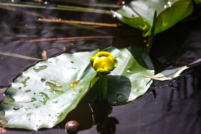 Close-up of water lily blooming outdoors