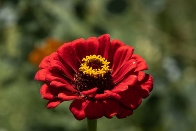 Close-up of pink flower