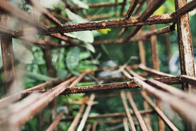 Close-up of branch