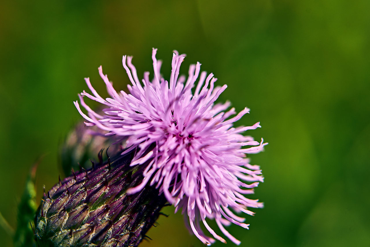 CLOSE-UP OF THISTLE PURPLE FLOWER