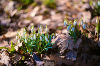 Close-up of flowering plants on land