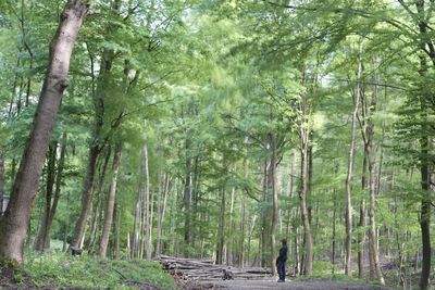 Trees in forest