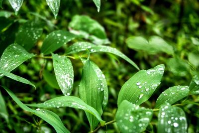 Close-up of water drops on leaves