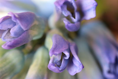 Close-up of purple hydrangea flowers