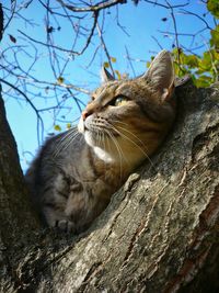 Close-up of cat on tree