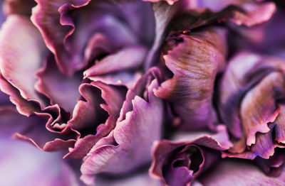 Close-up of pink roses