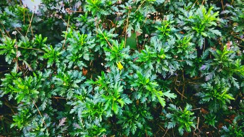 Plants growing on tree