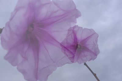 Close-up of pink flower blooming against sky