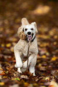 Portrait of dog lying on ground