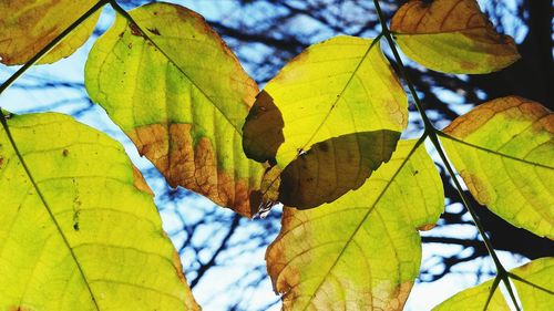 Close-up of leaves on leaves