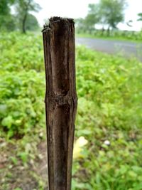 Close-up of tree trunk