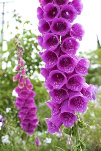 Close-up of purple flowers blooming outdoors