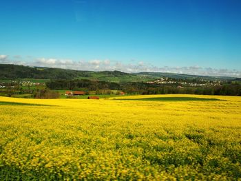 Scenic view of oilseed rape field against sky