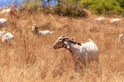 Goats cluster along a hillside with saddleback mountains in the distance in aliso and wood canyons 