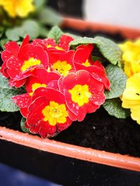 Close-up of red flowers