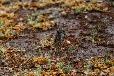 View of lizard on land