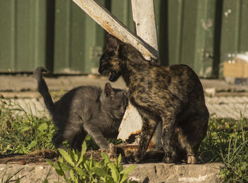 Cat looking away