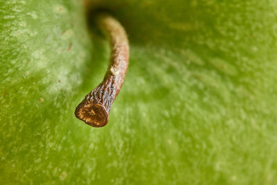 High angle view of corn on leaf