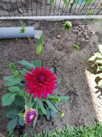 High angle view of pink flowering plant