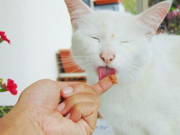 Close-up of hand holding cat