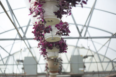 Low angle view of flower in greenhouse