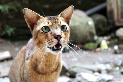 Close-up portrait of a cat