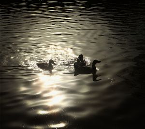 Reflection of trees in water