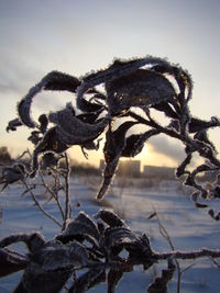 Close-up of snow on plant