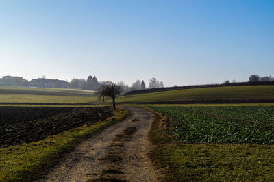 Scenic view of vineyard against clear sky