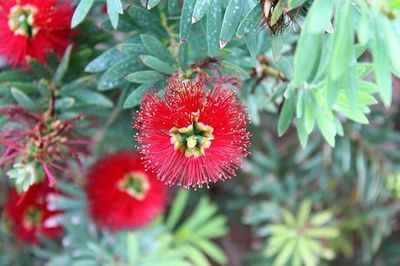 Close-up of red flowers