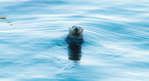 High angle view of seal swimming in water
