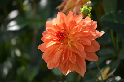 Close-up of red flower