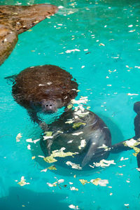 High angle view of turtle in swimming pool