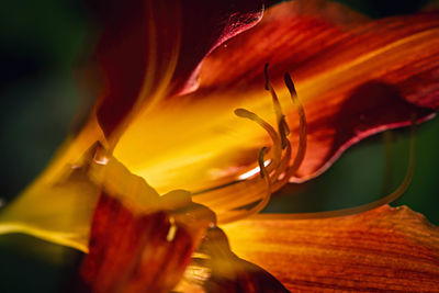 Close-up of water lily