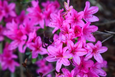 Close-up of pink flowers blooming outdoors