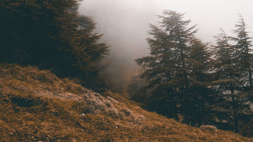 Trees in forest against sky during winter