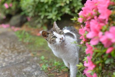 Close-up of cat looking at flowers