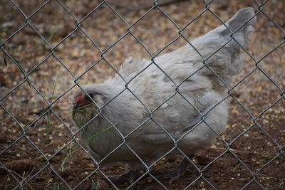 Sheep seen through chainlink fence