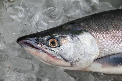 Close-up of fish on ice