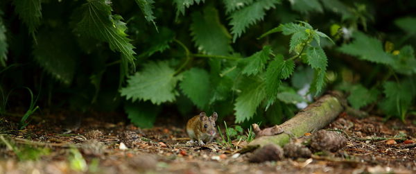 Close-up of squirrel on tree