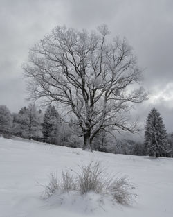 Bare trees on snow covered field against sky