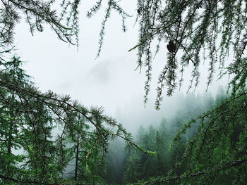 Low angle view of tree in forest against sky