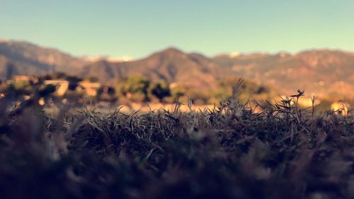 Close-up of plants on field against clear sky