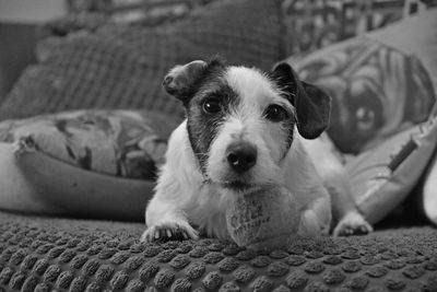 Portrait of a dog