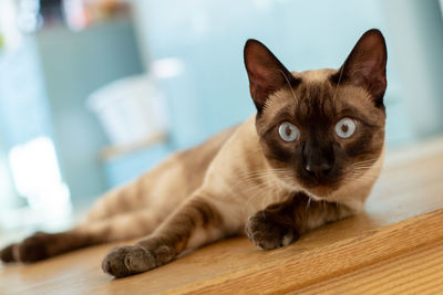 Close-up portrait of a cat