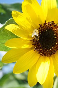 Close-up of bee on yellow flower