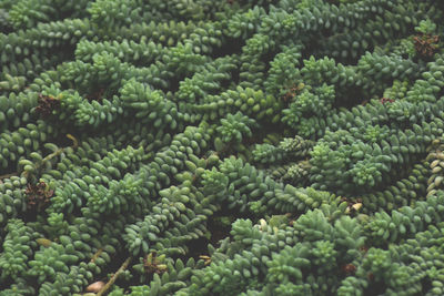 Full frame shot of plants