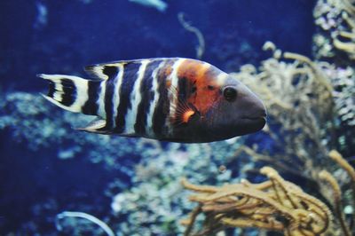 Close-up of fish in aquarium