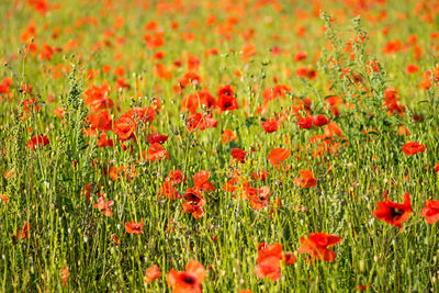 Close-up of poppies on field